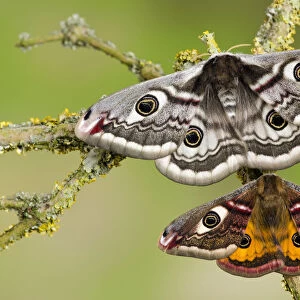 Small emperor moth (Saturnia pavonia) male (bottom) and female with wings open showing
