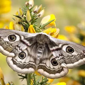 Small emperor moth (Saturnia pavonia) female with wings open showing eyespots on Gorse