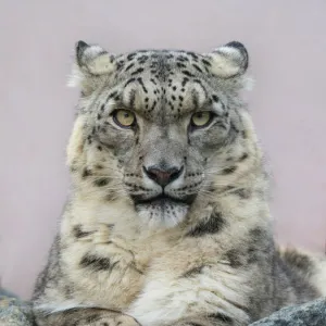 Snow leopard (Panthera uncia) portrait with ears back. Captive