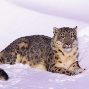 Snow leopard resting in snow (Panthera uncia) Captive