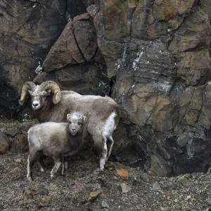 Snow sheep (Ovis nivicola borealis) adult with lamb, huddled against the rockface, Plateau Putorana Nature Reserve, Siberia, Russia