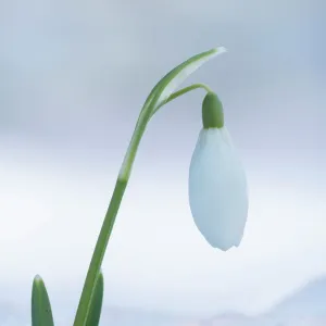 Snowdrop (Galanthus Sp. ) single flower in snow, Buckinghamshire, England, UK, February