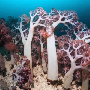 Soft corals (Dendronephthya sp) in coral reef, West Papua, New Guinea