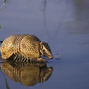 Chlamyphoridae Collection: Southern Three-banded Armadillo