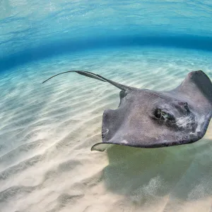 Southern stingray (Dasyatis americana) female swimming over a shallow sand bank with