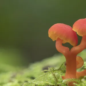 Spangle waxcap (Hygrocybe insipida) Peatlands Park, County Armagh, Northern Ireland, October