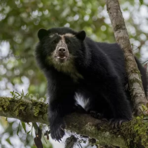 Bears Collection: Spectacled Bear