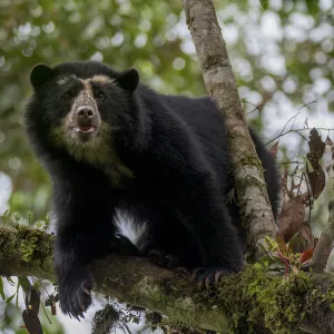 Spectacled or Andean bear (Tremarctos ornatus) Maquipucuna, Pichincha, Ecuador