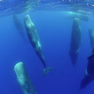 Sperm whales (Physeter macrocephalus) resting, Pico, Azores, Portugal, June 2009