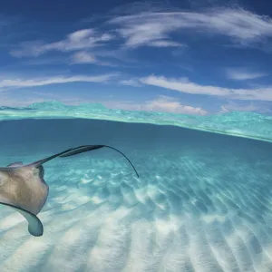 A split level image of Southern stingray (Hypanus americanus) swimming over a sand bar