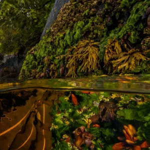 Split level shot of kelp and other seaweeds partly exposed at low tide