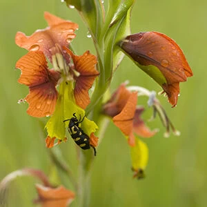 Spotted blister beetle (Ceroctis capensis) feeding on Gladiolus (Gladiolus alatus) petals