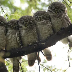 Six Spotted Owlet chicks (Athena brama) perched in a row, Keoladeo Ghana NP, Bharatpur