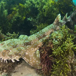 Spotted Wobbegong Shark (Orectolobus maculatus) lying in seaweed. Manly, Sydney, New South Wales