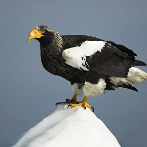 Stellers sea eagle, (Haliaeetus pelagicus), on sea pack ice, Okhotsk Sea, Rausu