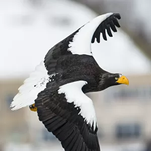 Accipitridae Collection: Stellers Sea Eagle
