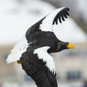 Stellers Sea Eagle