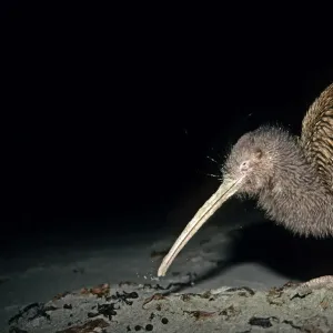 Stewart Island Brown Kiwi / Southern Tokoeka (Apteryx australis lawryi), female probing