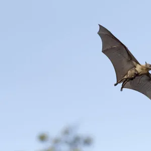 Straw-coloured fruit bat (Eidolon helvum), female flying carrying pup on front. Lamin, Gambia