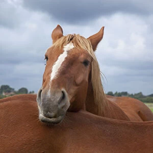 Horse Collection: Suffolk Punch