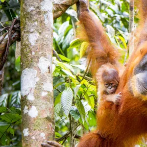 Sumatran Orangutan (Pongo abelii) female with very young baby, Gunung Leuser National Park