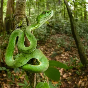 Sumatran pit viper (Trimeresurus sumatranus) juvenile on tree trunk, in tropical rainforest