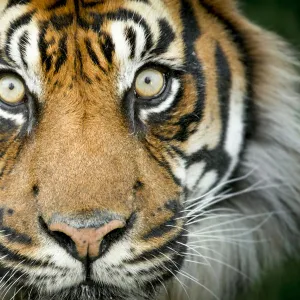 Sumatran tiger (Panthera tigris tigris / Panthera tigris altaica) close up portrait, captive