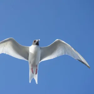 Swallow-tailed gull (Creagrus furcatus) in flight, Plazas Islands, Galapagos