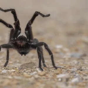 Texas brown tarantula (Aphonopelma hentzi) in defensive posture