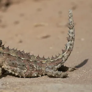 Thorny devil lizard {Moloch horridus} Gnaraloo, Western Australia