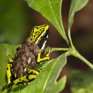 Three-striped poison frog (Ameerega trivittata) male carrying tadpoles, Panguana Reserve