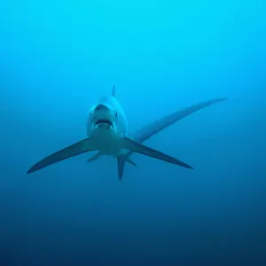 Wrasse