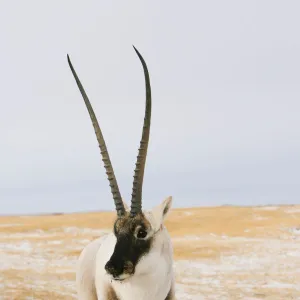 Tibetan antelope (Pantholops hodgsonii) male, Kekexili, Qinghai, Tibetan Plateau