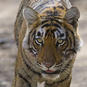 Tiger (Panthera tigris), portrait, Ranthambhore National Park, Rajasthan, India