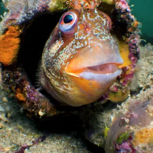 Tompot blenny (Parablennius gattorugine) in bright summer mating colours, peering