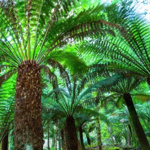 Tree ferns (Cyatheaceae) in Kells Bay Gardens, Ring of Kerry, Iveragh Peninsula, County Kerry