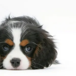 Tricolour Cavalier King Charles Spaniel puppy, lying with chin on floor