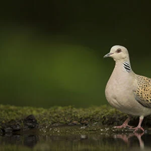 Turtle dove (Streptopelia turtur) standing at a drinking pool. Hungary. May