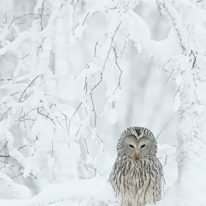 Owls Collection: Ural Owl