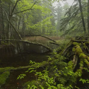 Vernal pool in the Acadian forest, New Brunswick, Canada, May