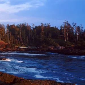 A view of a forested inlet lit by low sunlight. Aggro Beach, west coast of Vancouver Island