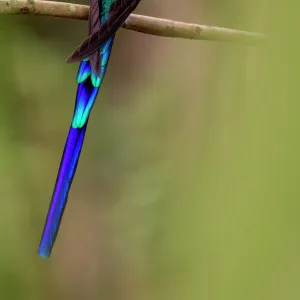 Violet-tailed sylph hummingbird (Aglaiocercus coelestis) Mindo, Pichincha, Ecuador