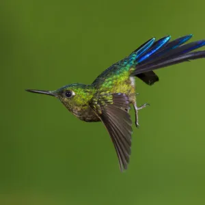 Violet-tailed sylph hummingbird (Aglaiocercus coelestis) in flight, about to land