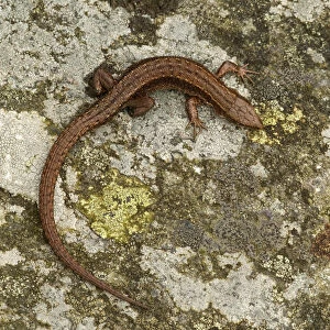 Viviparous / Common lizard (Zootoca / Lacerta vivipara) basking on rock, Staffordshire