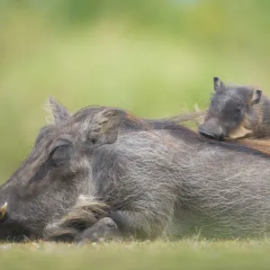 Warthog (Phacochoerus africanus) mother with baby on back sleeping, Masai Mara, Kenya