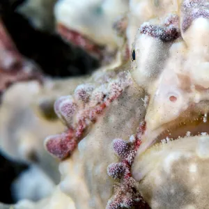 W Collection: Warty Angler