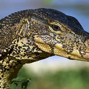 Lizards Collection: Asian Water Monitor