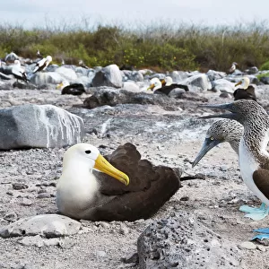 Waved Albatross (Phoebastria irrorata) and Blue-footed Booby (Sula nebouxii