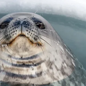 Weddell seal (Leptonychotes weddellii) male surfacing in ice hole, McMurdo Sound