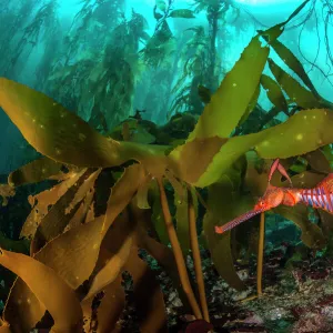 Weedy seadragon (Phyllopteryx taeniolatus) male carries eggs through a kelp forest